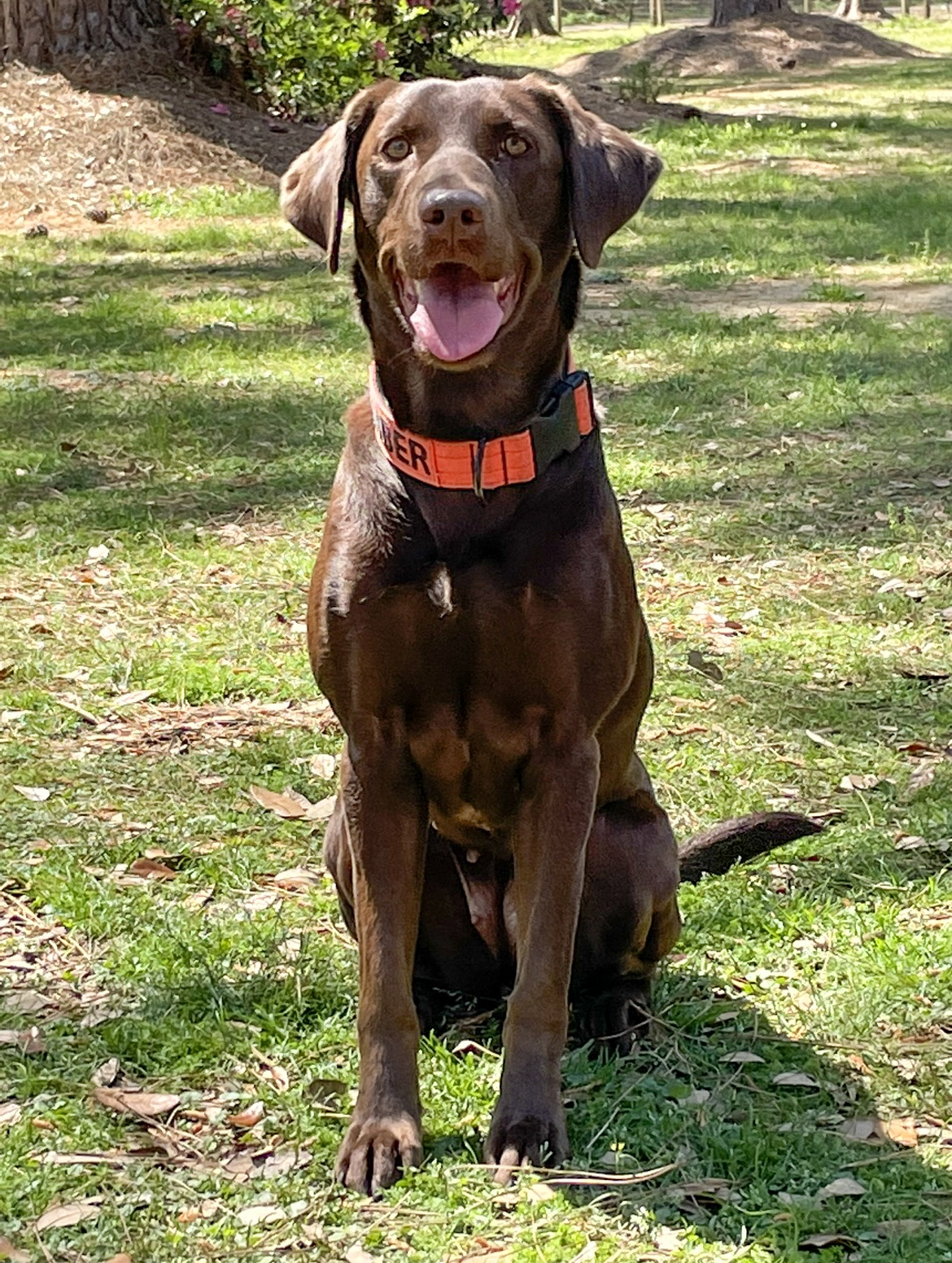 Embers Rocky Gator Of Southeast Cajun Waters | Chocolate Labrador Retriver