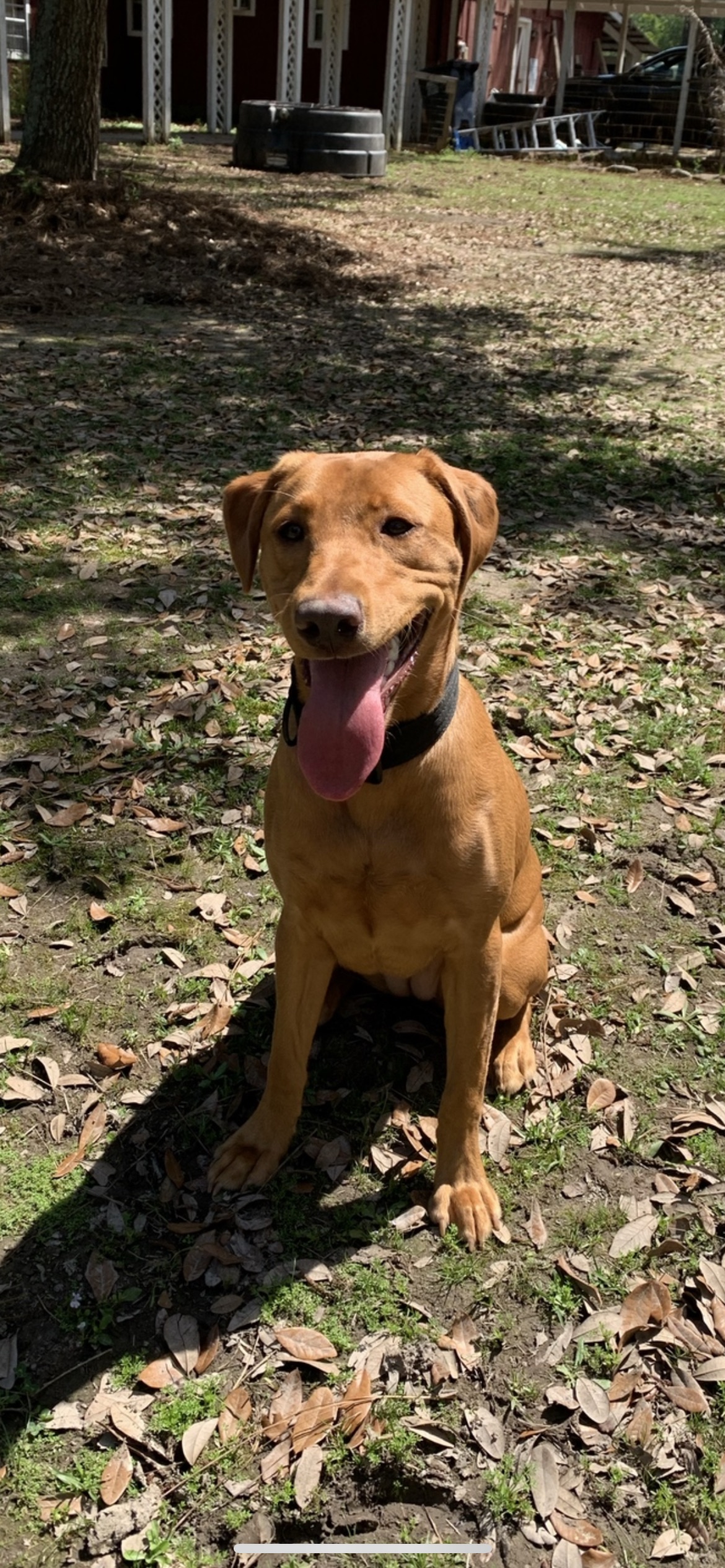 SBR Rebels Texas Red Gem | Yellow Labrador Retriver