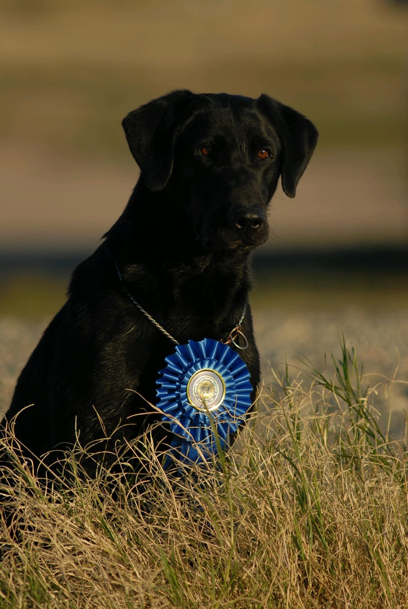 FC Five Star Tank Commander QA2 | Black Labrador Retriver