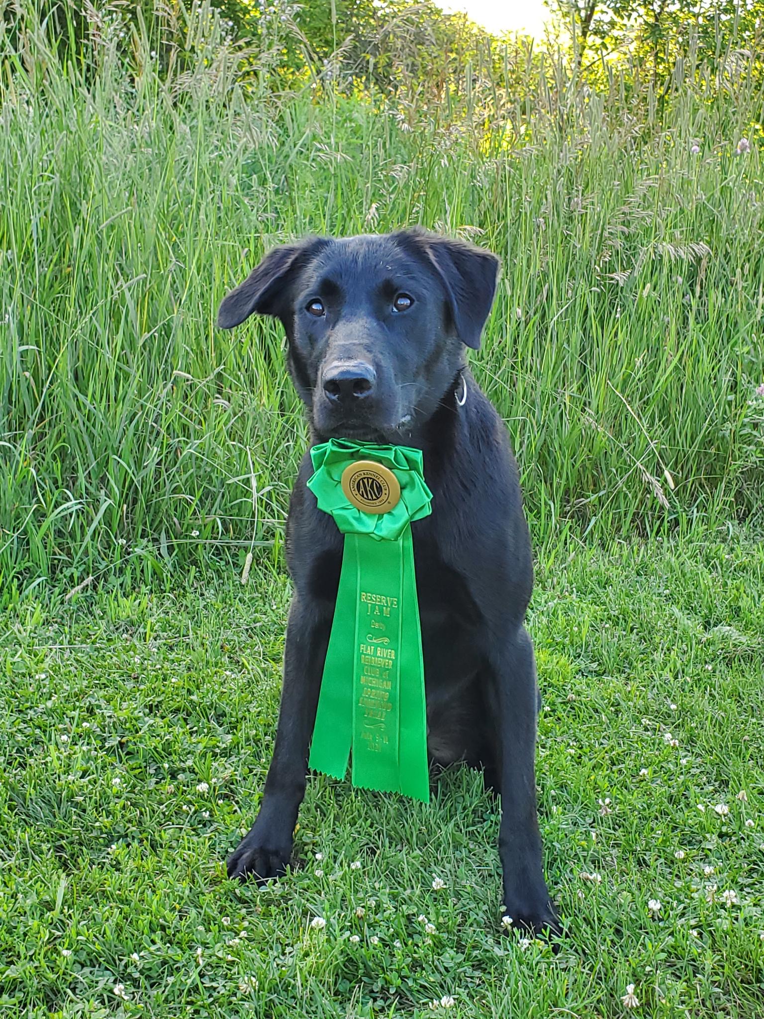 The Weight Of Ink QAA | Black Labrador Retriver