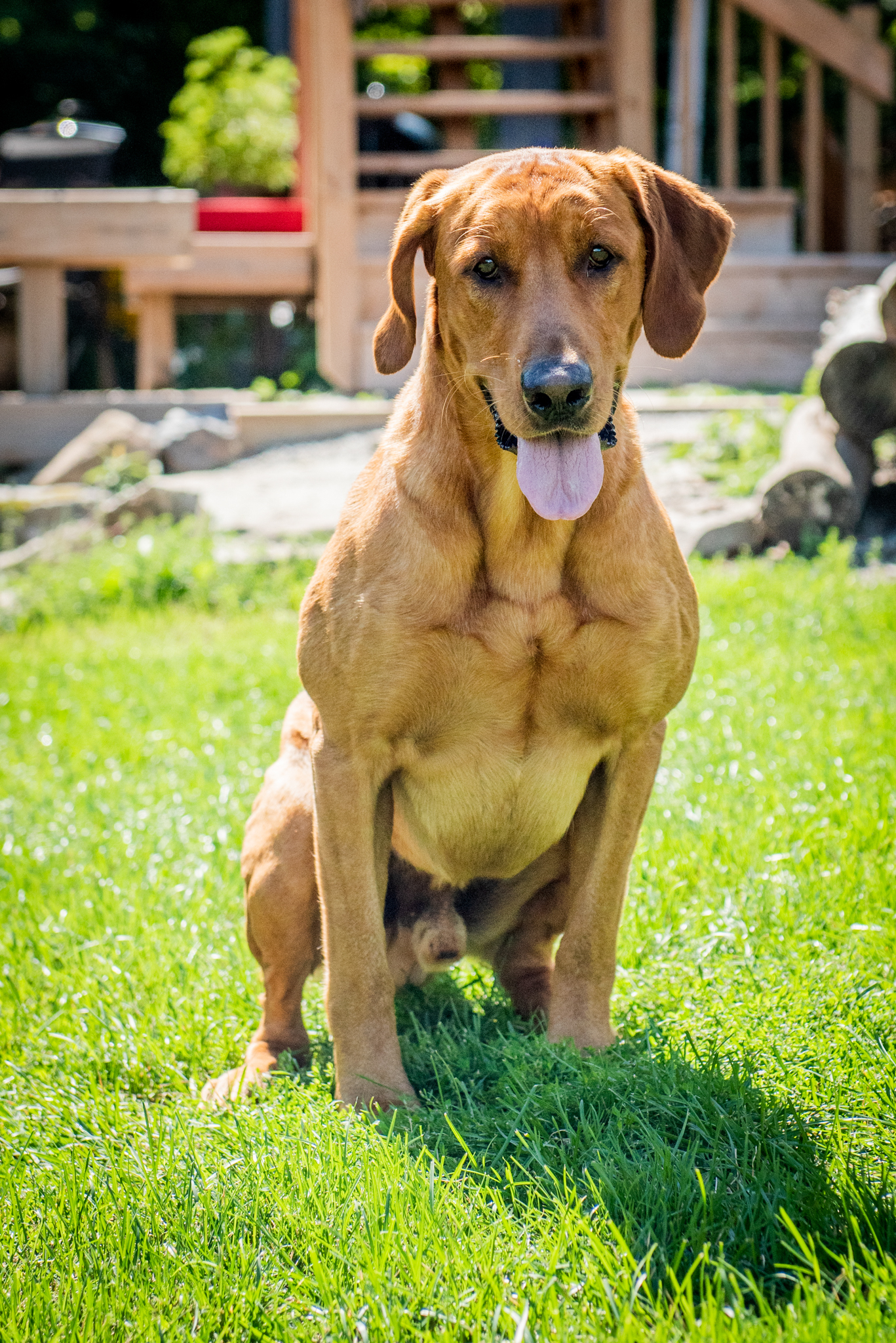 HRCH AJTOP CROKAM'S WINSTON FIRST | Yellow Labrador Retriver