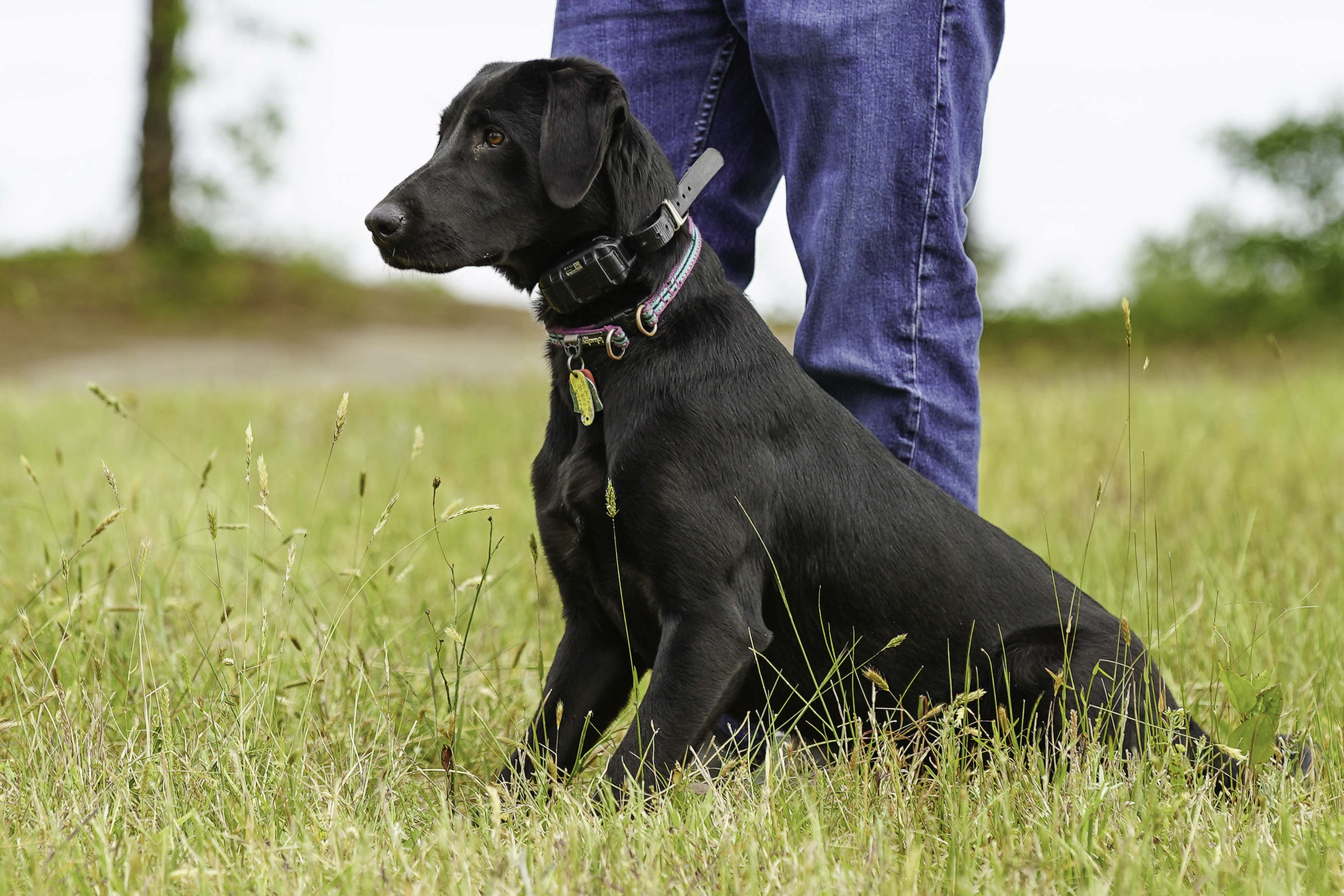 Castile Creeks James River Jessie SH | Black Labrador Retriver