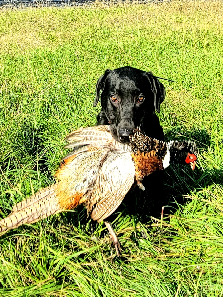 HRCH McMac Magic Eyes Rowdy | Black Labrador Retriver