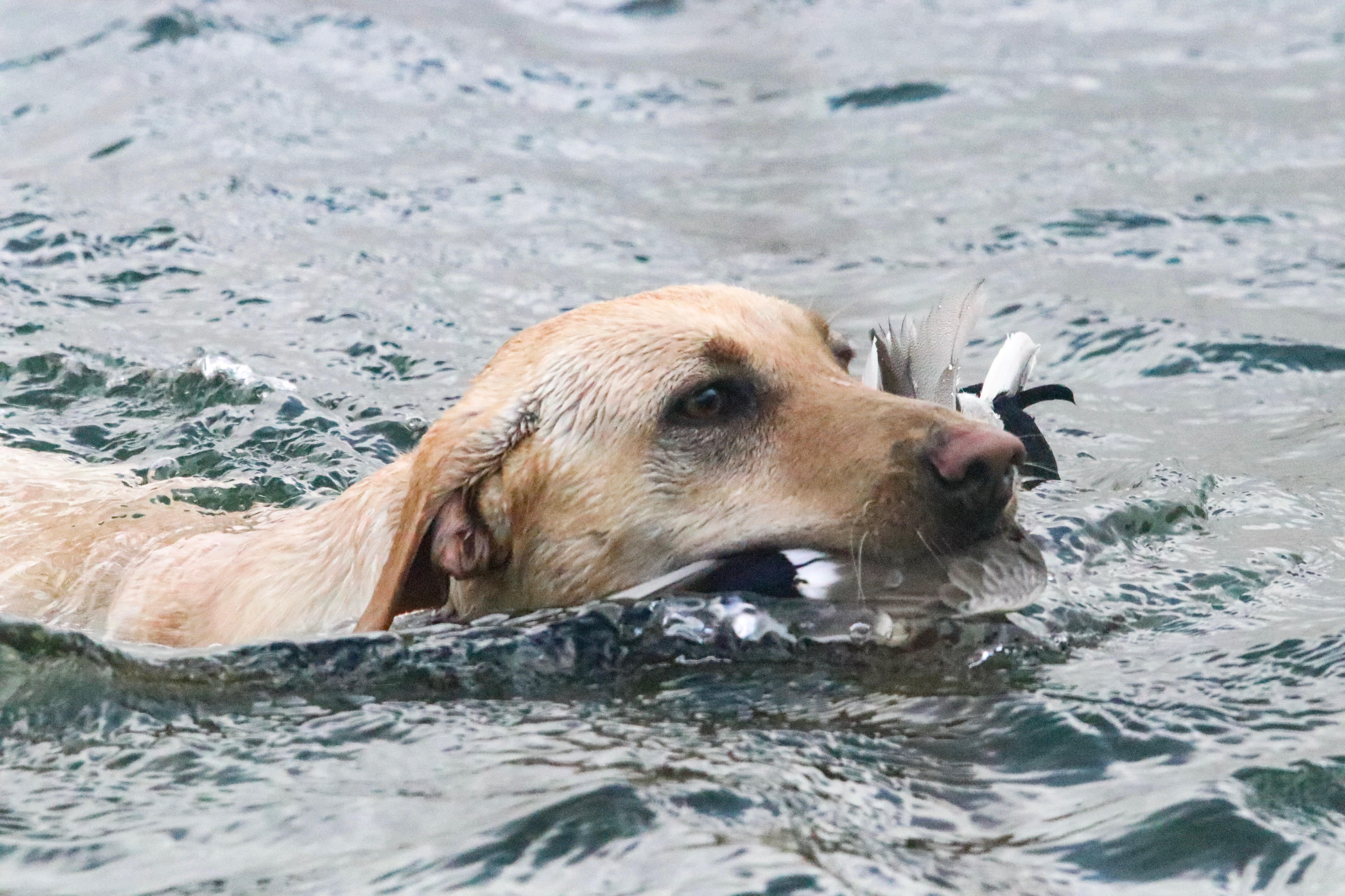 Stella Sue | Yellow Labrador Retriver