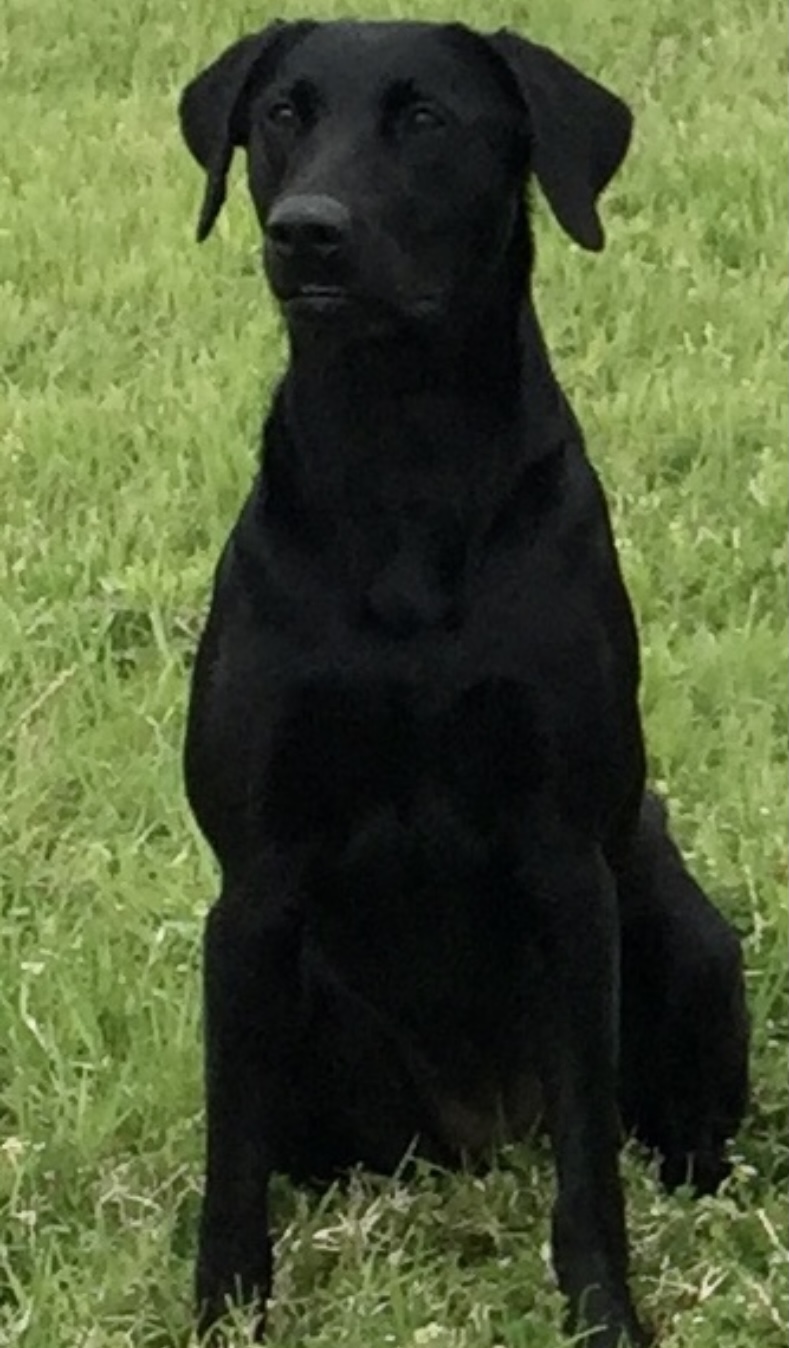 Woodland's Lady Eloise MH | Black Labrador Retriver