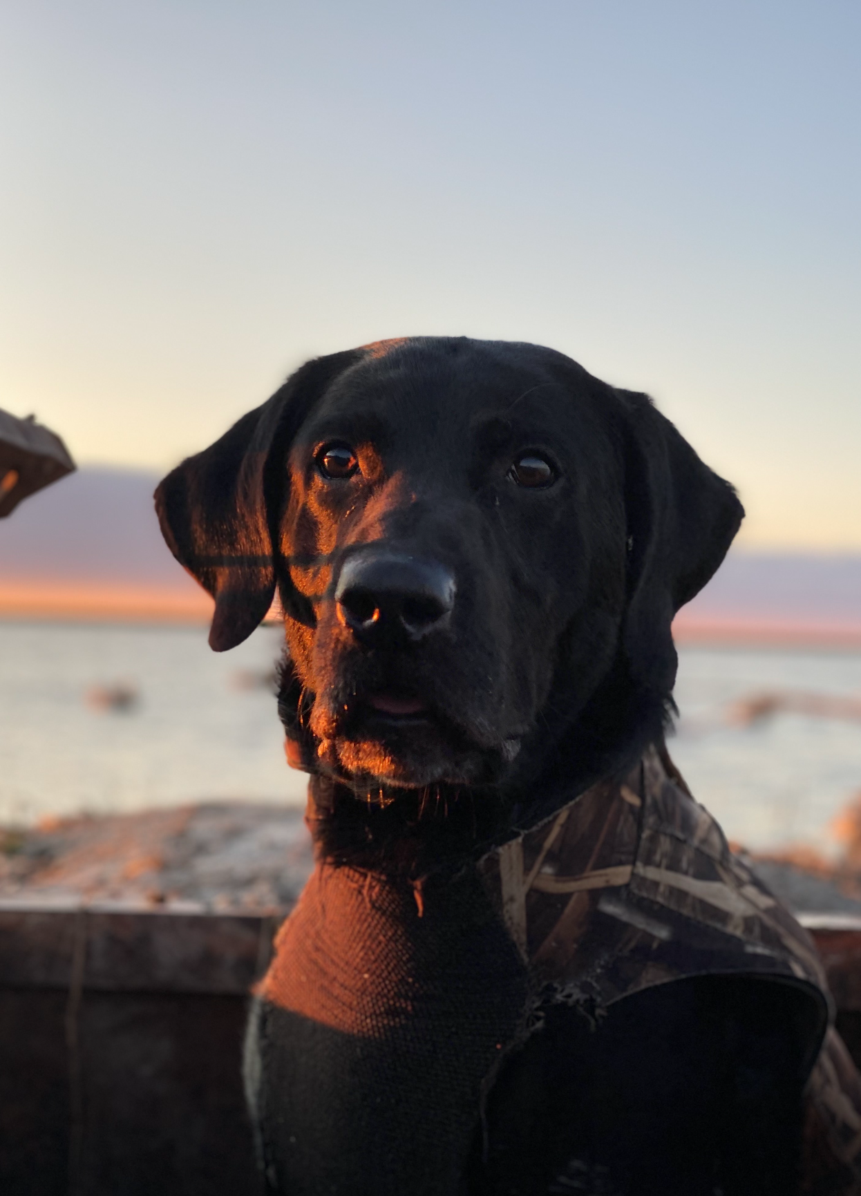 HRCH Patton's Knockout Tank Brigade | Black Labrador Retriver