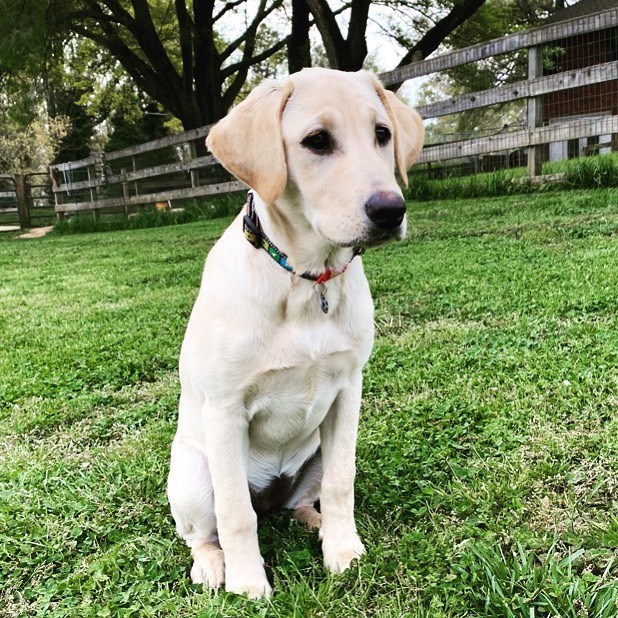 Ducktowns Tater Tot CGC | Yellow Labrador Retriver