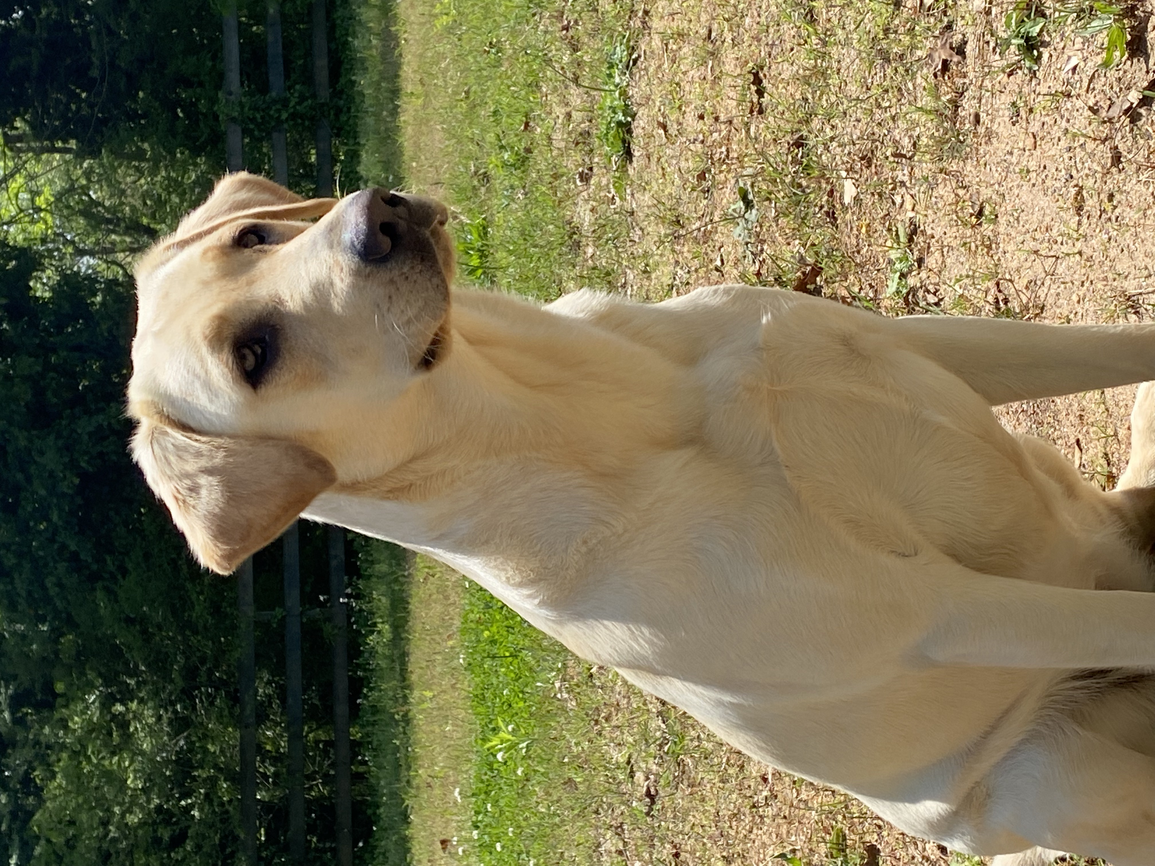 Ducktowns Tater Tot CGC | Yellow Labrador Retriver