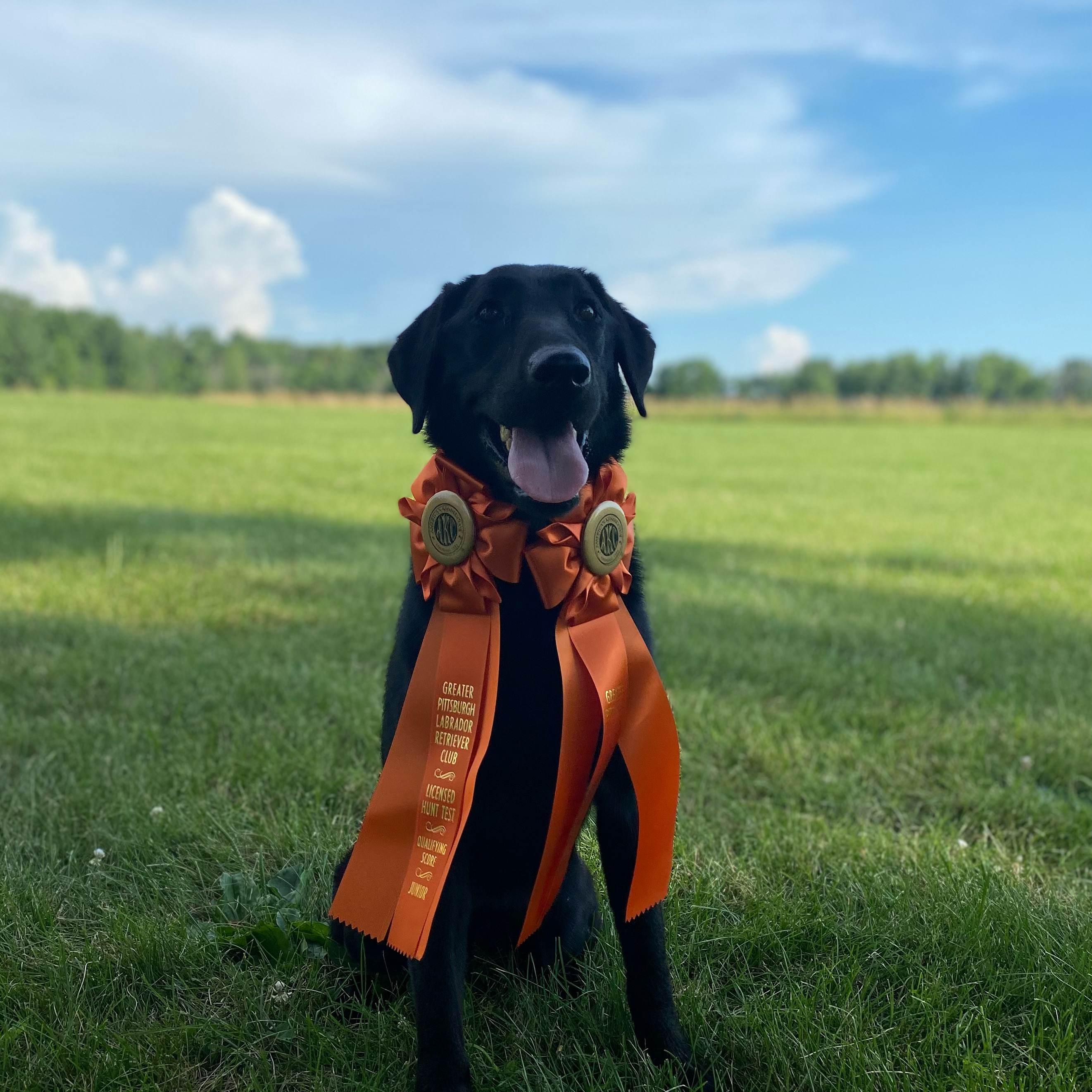 Mickey’s Crazy Train JH | Black Labrador Retriver