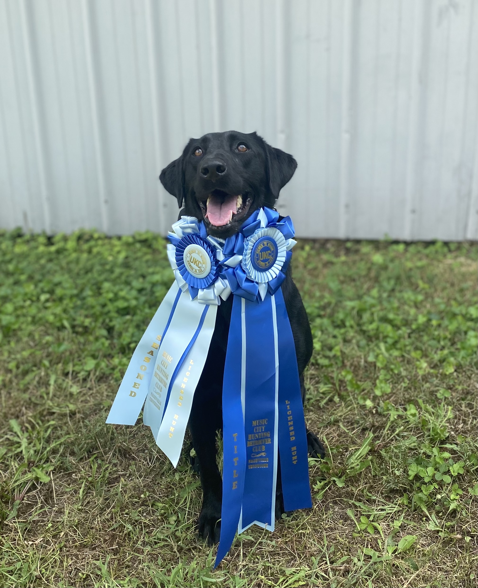 HR HHR Texas Queen JH | Black Labrador Retriver