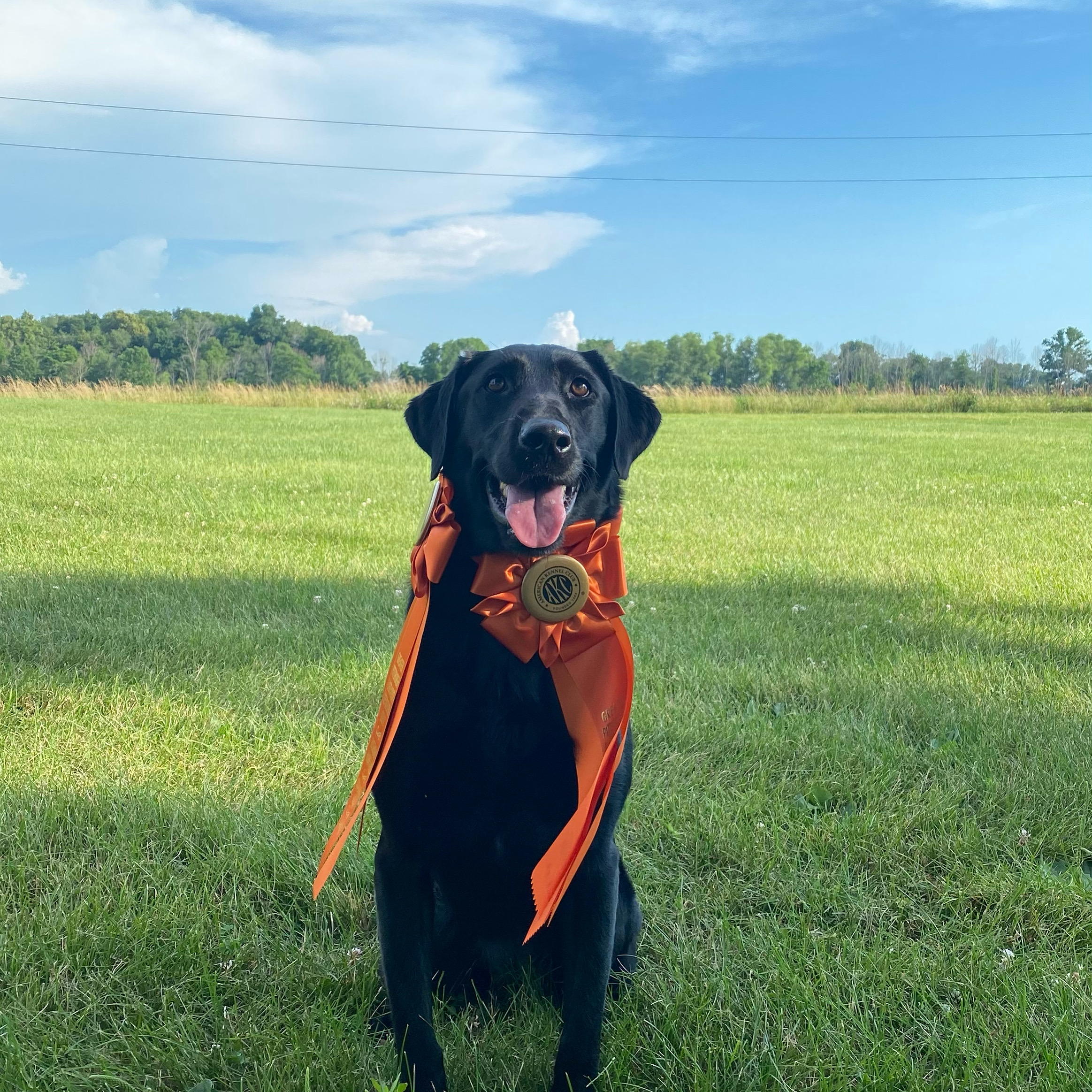 HR HHR Texas Queen JH | Black Labrador Retriver