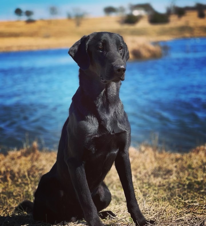 Hiwaters Dr. Dre MH | Black Labrador Retriver