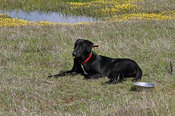 Hampton Bays Top Gun | Black Labrador Retriver