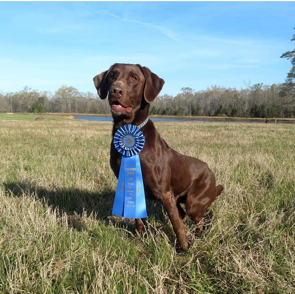 Candlewoods Straight Arrow Ollie | Chocolate Labrador Retriver