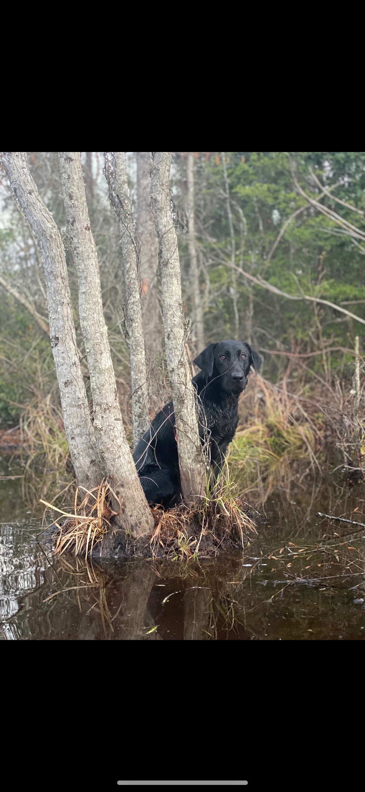 Brantley’s Stone Cold Stellar | Black Labrador Retriver