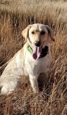 Queen Mabel Of Dot | Yellow Labrador Retriver