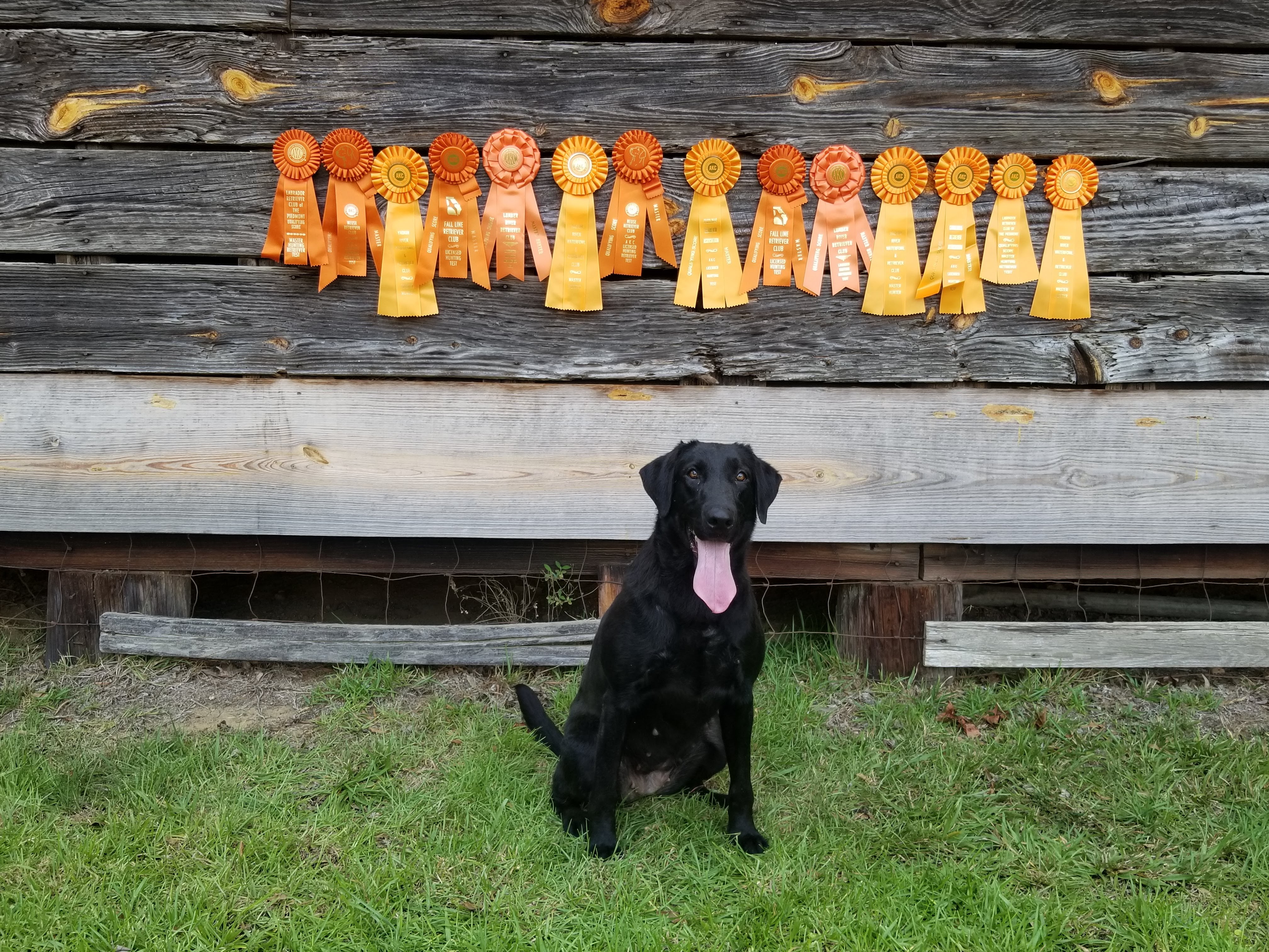 HRCH Outlaw's Maddie Ross MH | Black Labrador Retriver