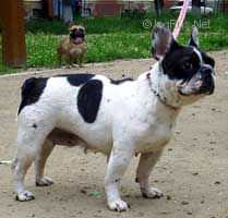 Petra RFK1238500 | French Bulldog 