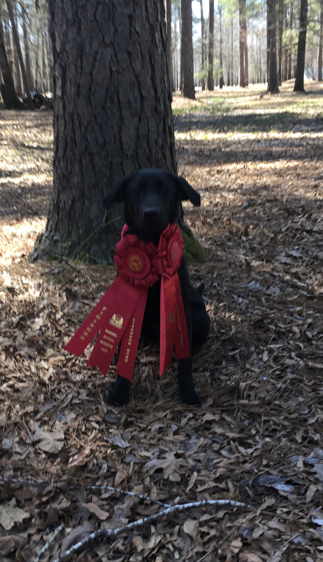 HR Huntin The Taxcollectors Mya Jo | Black Labrador Retriver