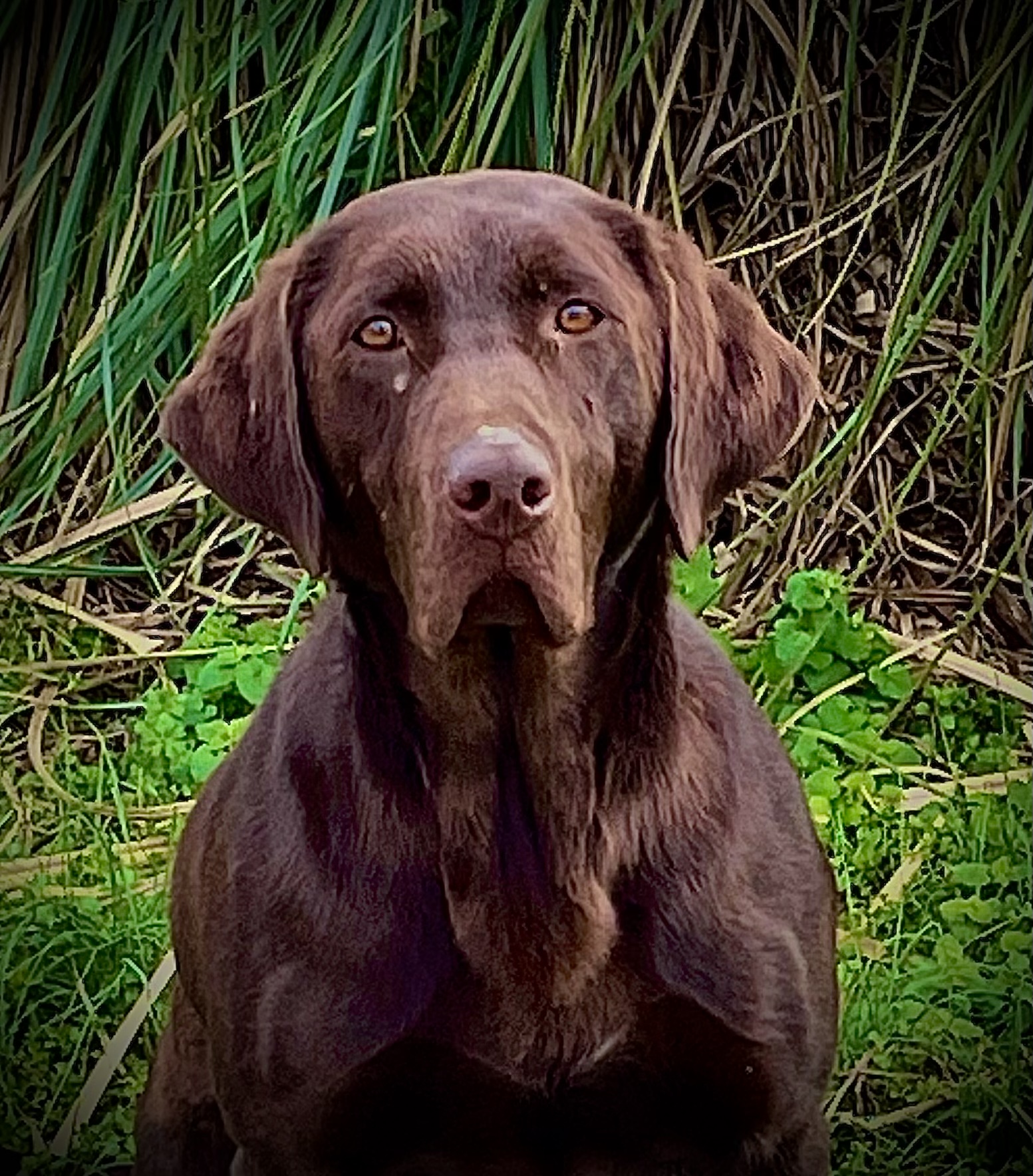 Rock Branch’s Smoke And Mirrors | Chocolate Labrador Retriver