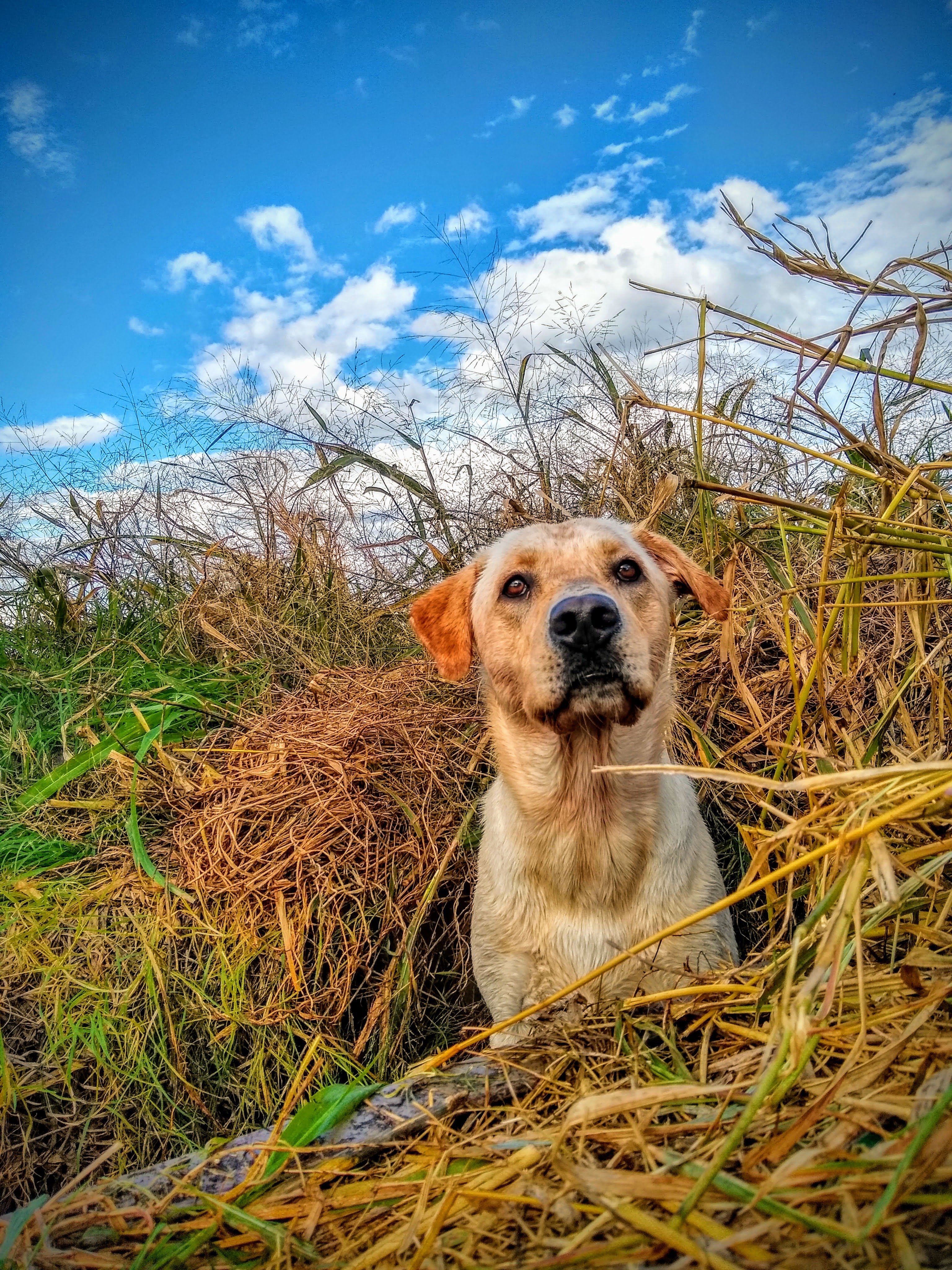 HR Hurricane Hank Schnauder | Yellow Labrador Retriver