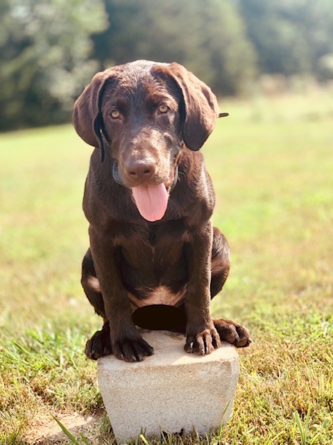 Steeds Winged Stay In Church Revelation 1:3 | Chocolate Labrador Retriver