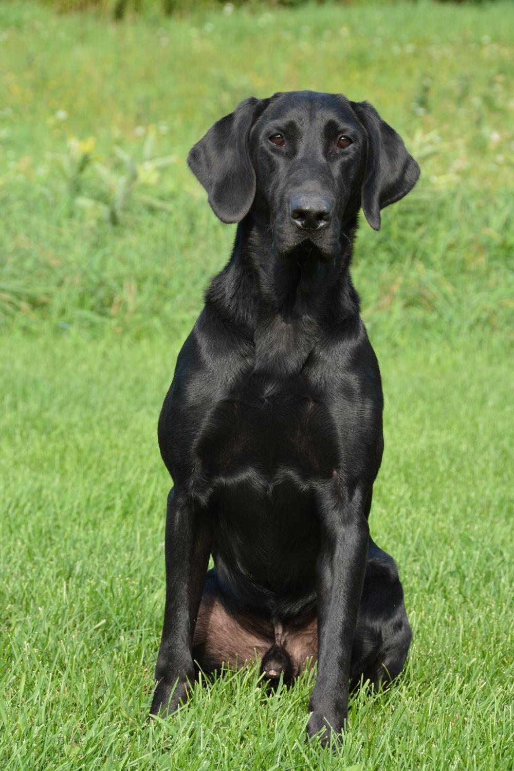 Star-Spangled | Black Labrador Retriver