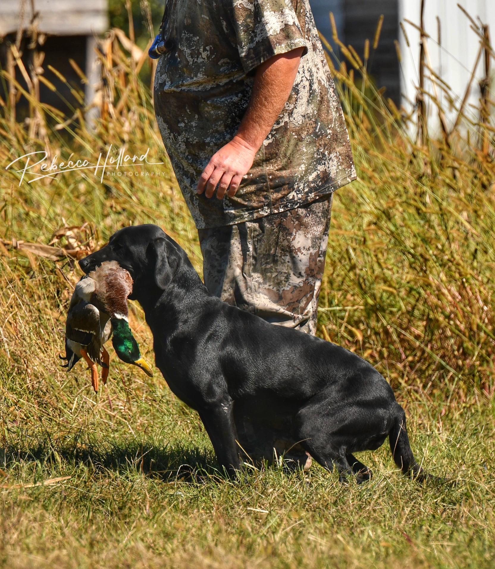 HRCH  2a Juiced Up Maggie Mae | Black Labrador Retriver