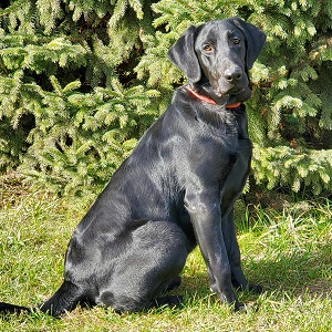 Brensue's Mudflat Luck Of The Irish | Black Labrador Retriver