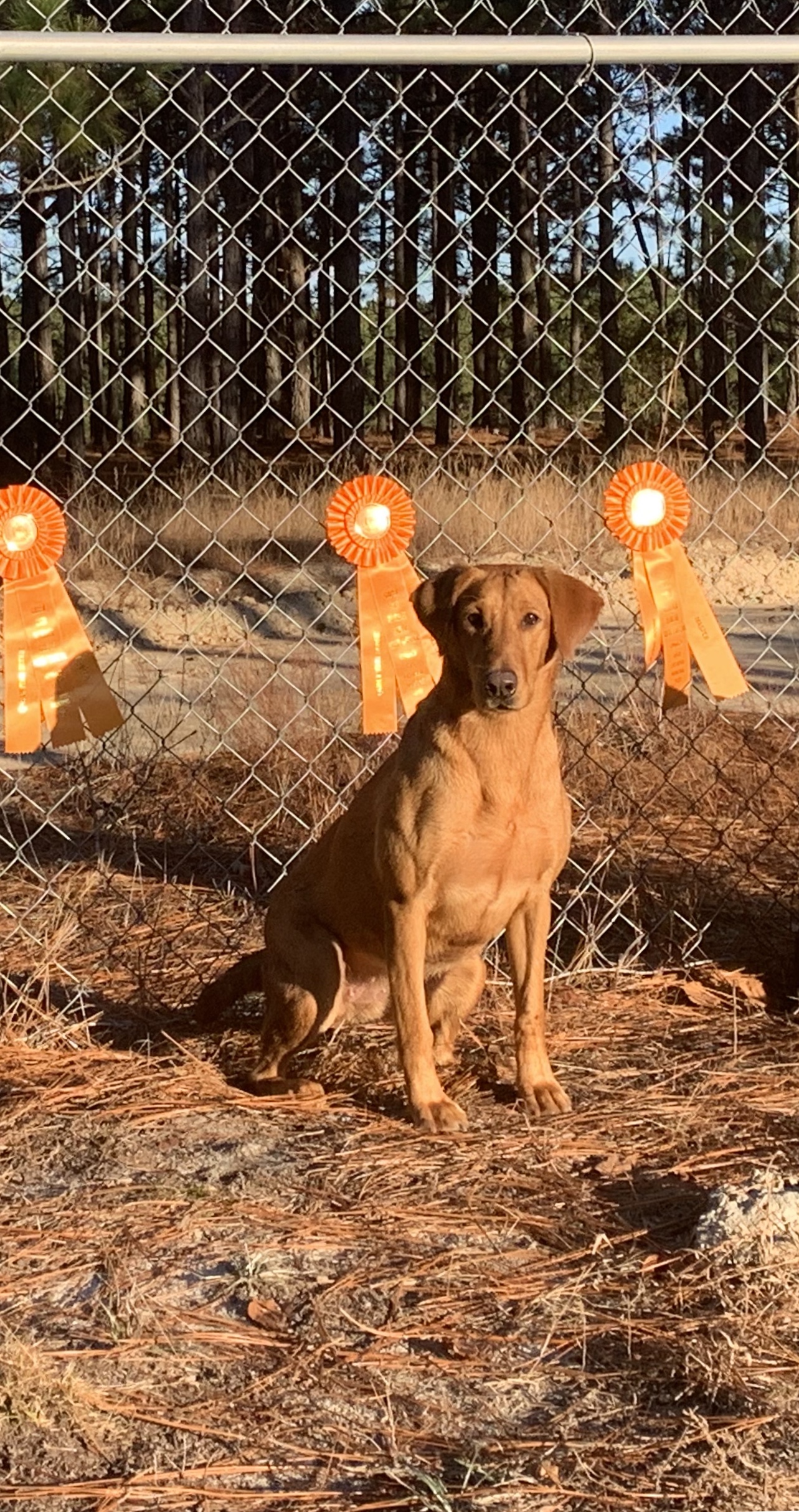 HRCH  Miss Remington Magnum Comfort | Yellow Labrador Retriver