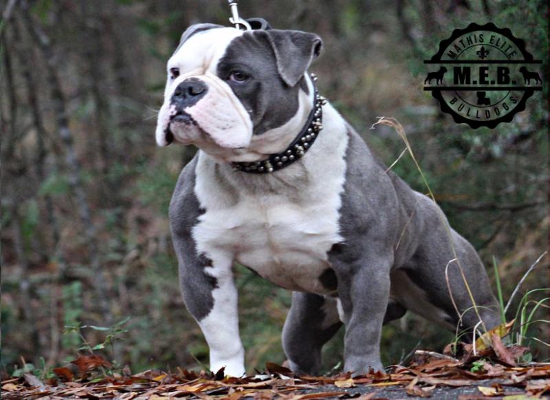 Parcelli's Legendary of MEB | Olde English Bulldogge 