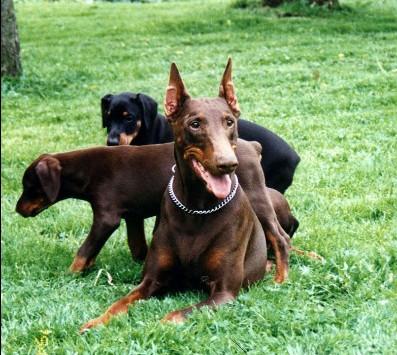 Alfa v. Warringhof | Brown Doberman Pinscher