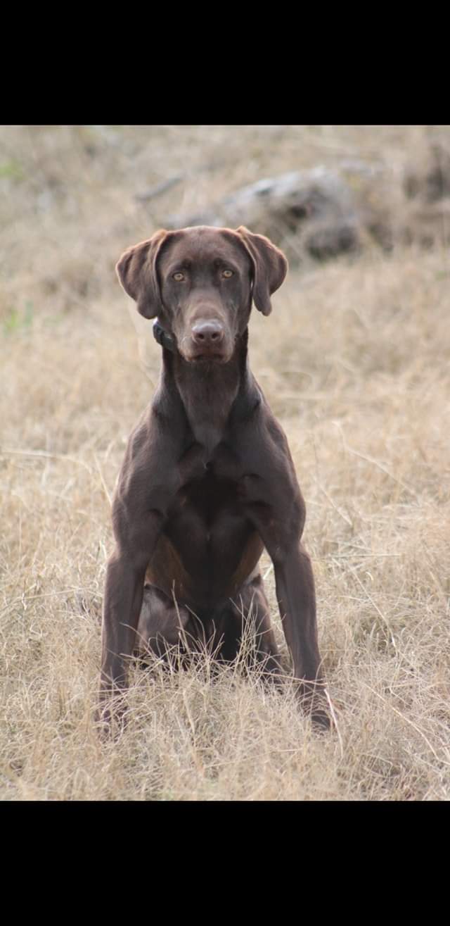 Roux's Rizin' Blue Moon MH | Chocolate Labrador Retriver