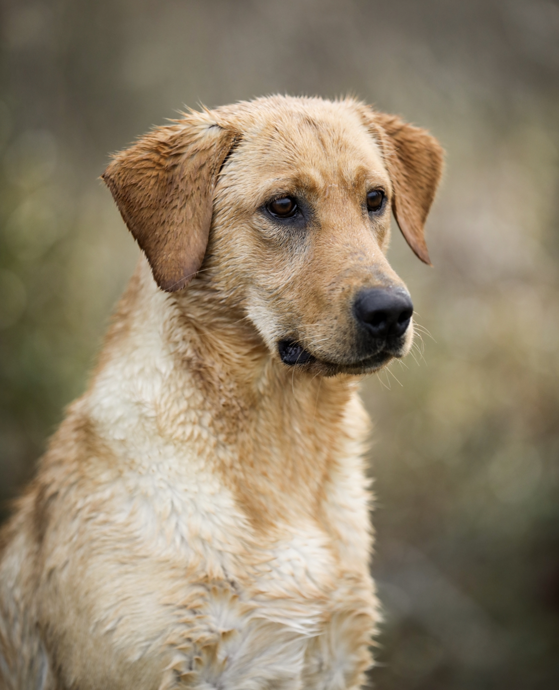 Southern Country’s MS Delta Queen | Yellow Labrador Retriver