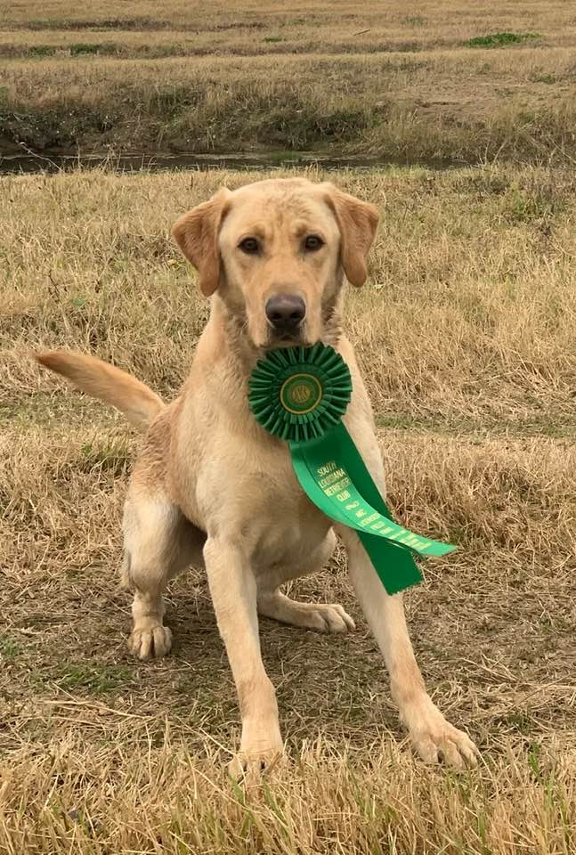 Waterwheel's Hector Camacho MH QAA | Yellow Labrador Retriver