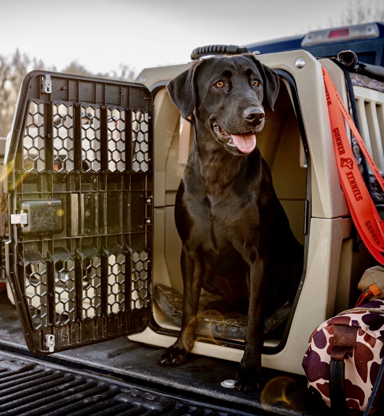 Big River Tikka Mac | Black Labrador Retriver