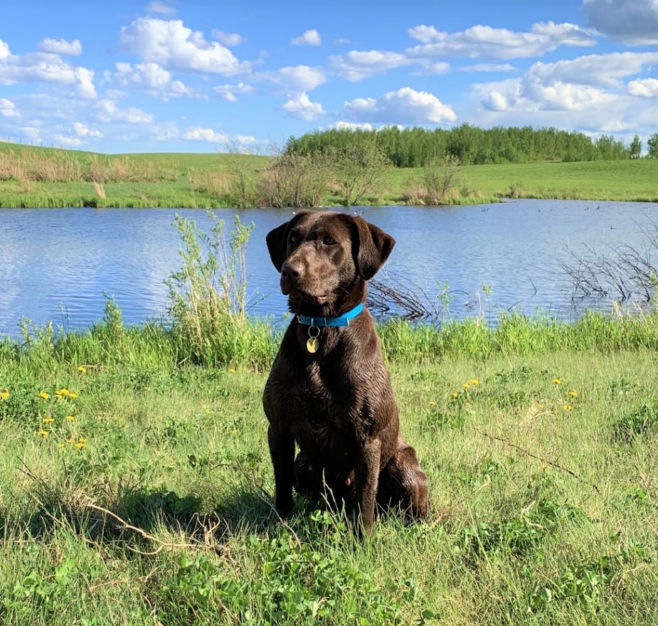 Antlermeadow's Royal Affair MH WCX | Chocolate Labrador Retriver