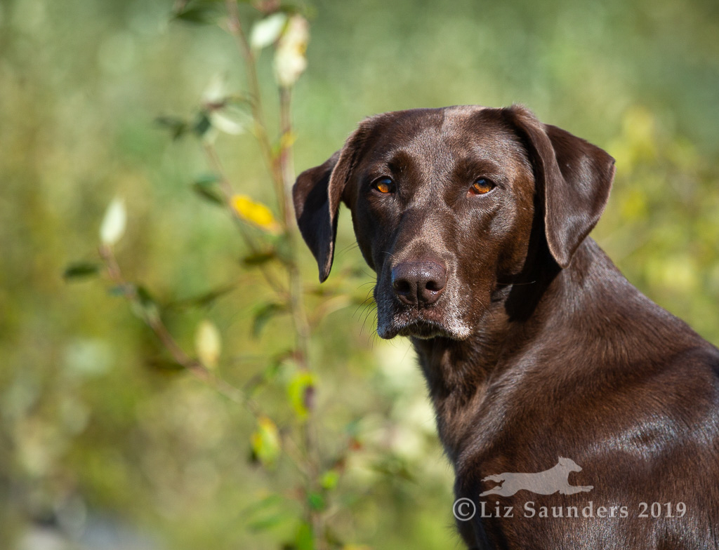 GMH Antlermeadows Plenty Of Ducks MH WCX | Chocolate Labrador Retriver