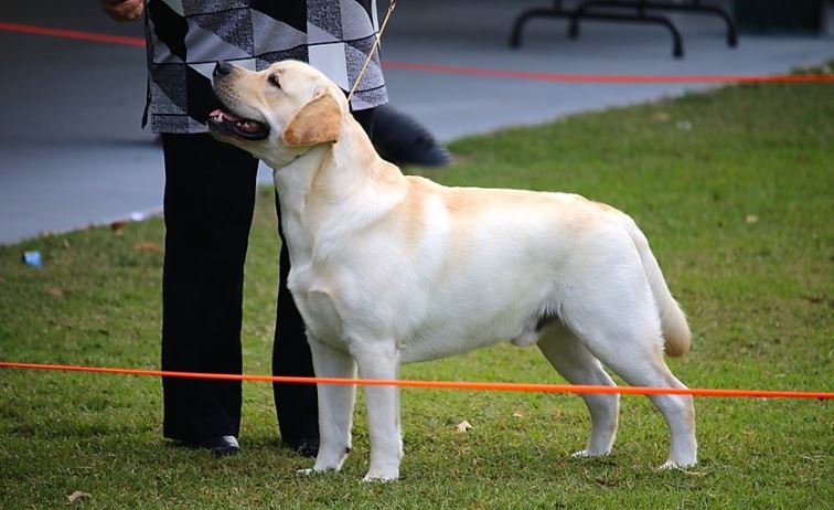 AM GCHB Chambray's Duke Destined For Greatness CGC | UNKN Labrador Retriver