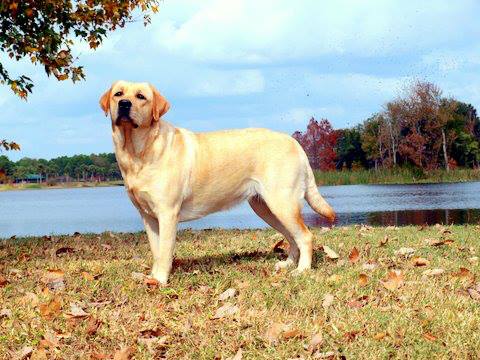 INT CH Chambray's Stella's Desire CGC | UNKN Labrador Retriver