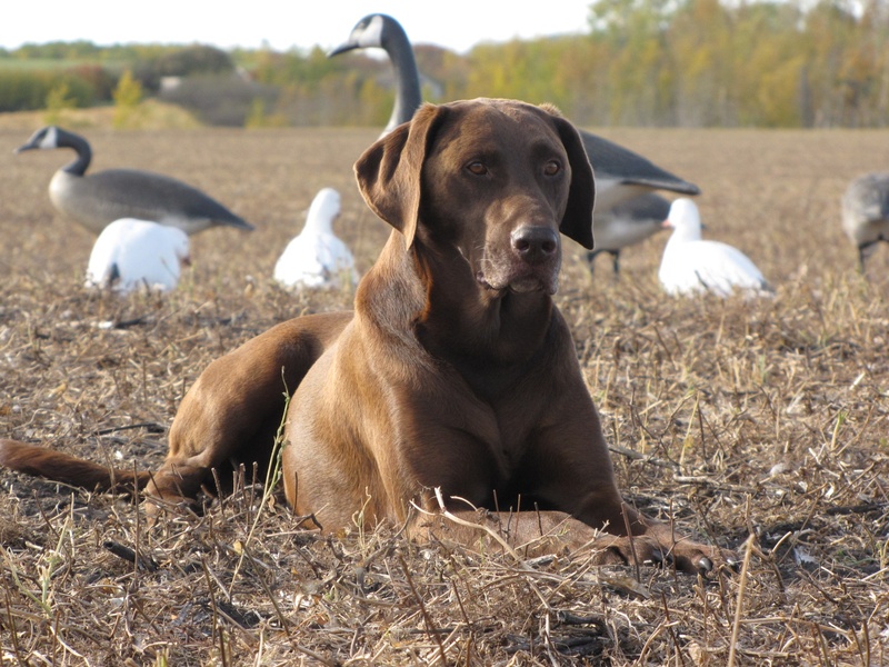 SR Peaeyed Code Rudder's Bender SH WCI | Chocolate Labrador Retriver