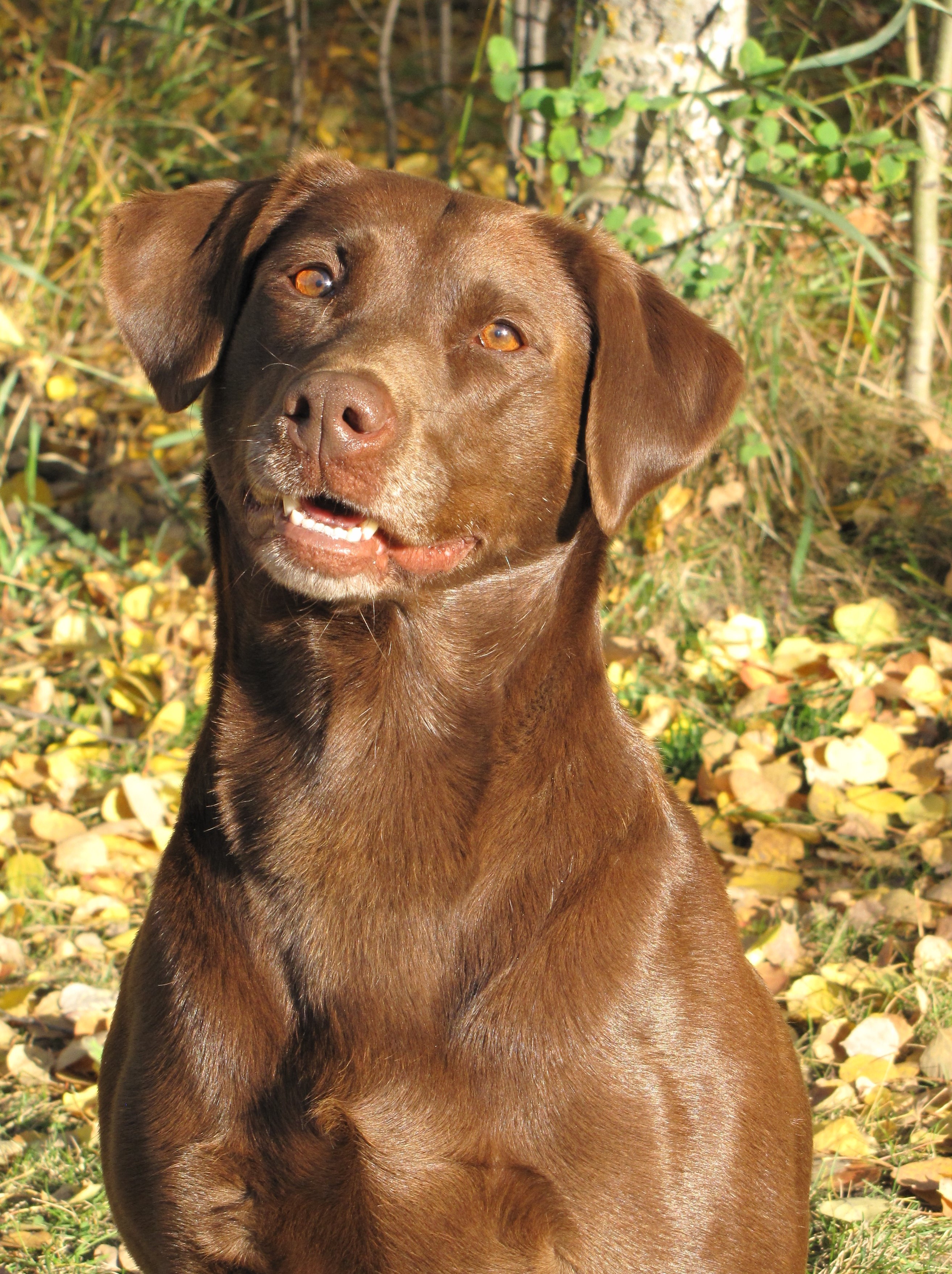 SR Dreammeyer Lillie Antlermeadow SH WCX | Chocolate Labrador Retriver