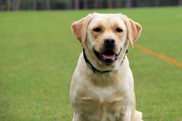 Tru-Heart's Lucy Lou At SoFlo Labs | Yellow Labrador Retriver