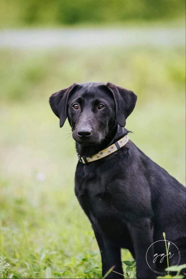 Razor's A Thin Blue Smoke @duChenal | Black Labrador Retriver