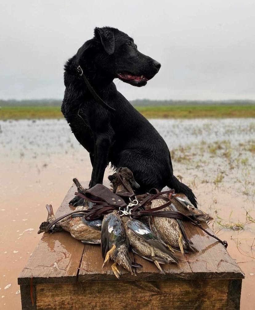 Bayou Pierre's Texas Candlewood | Black Labrador Retriver