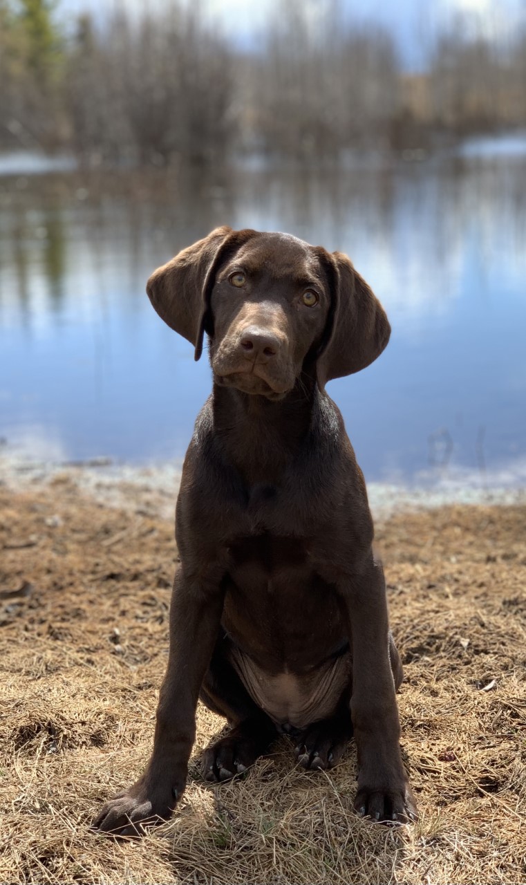 Antlermeadow's Bring On The Thunder | Chocolate Labrador Retriver