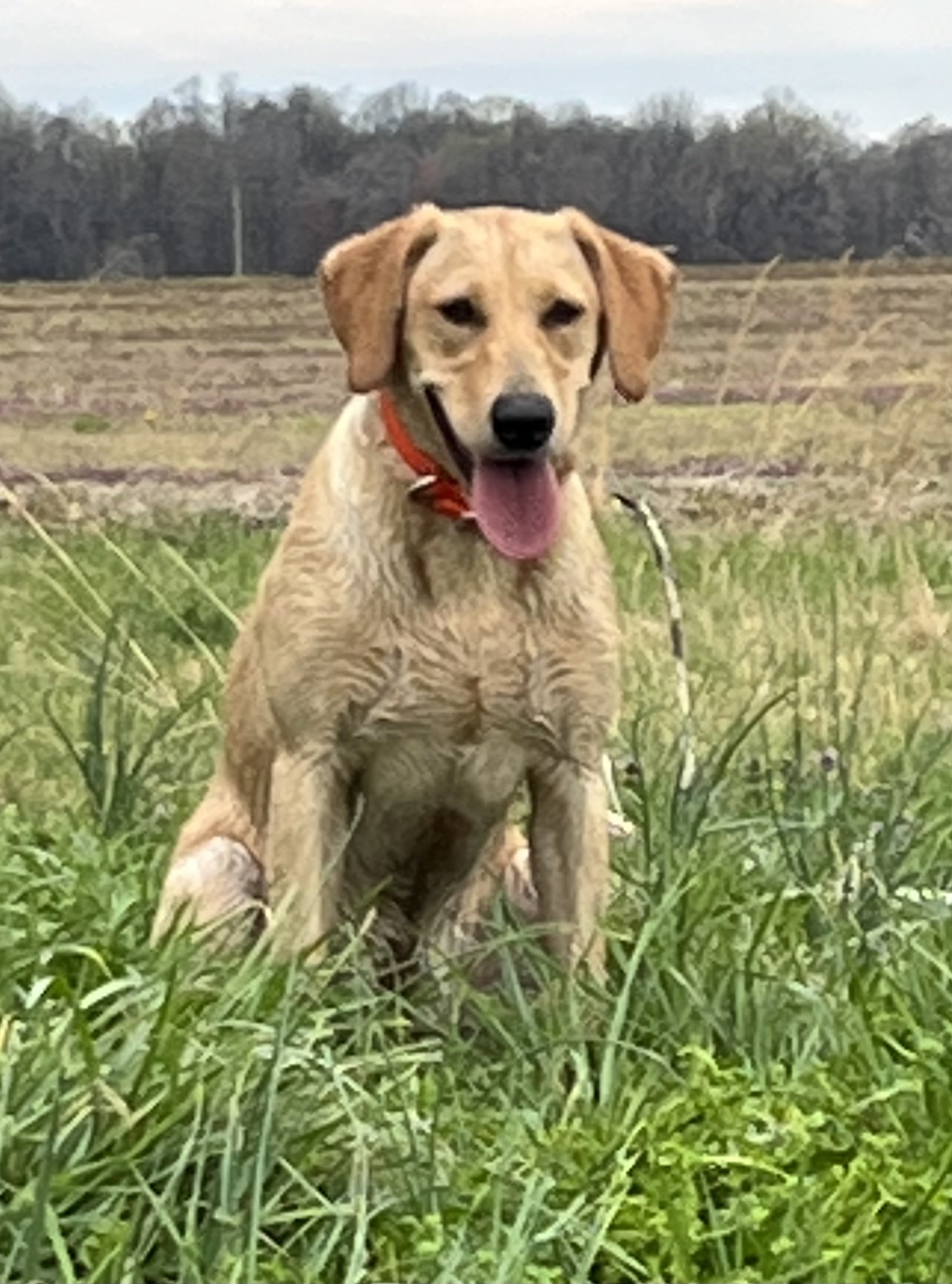 Diesel’s Daughter Of The Guitar Man | Yellow Labrador Retriver