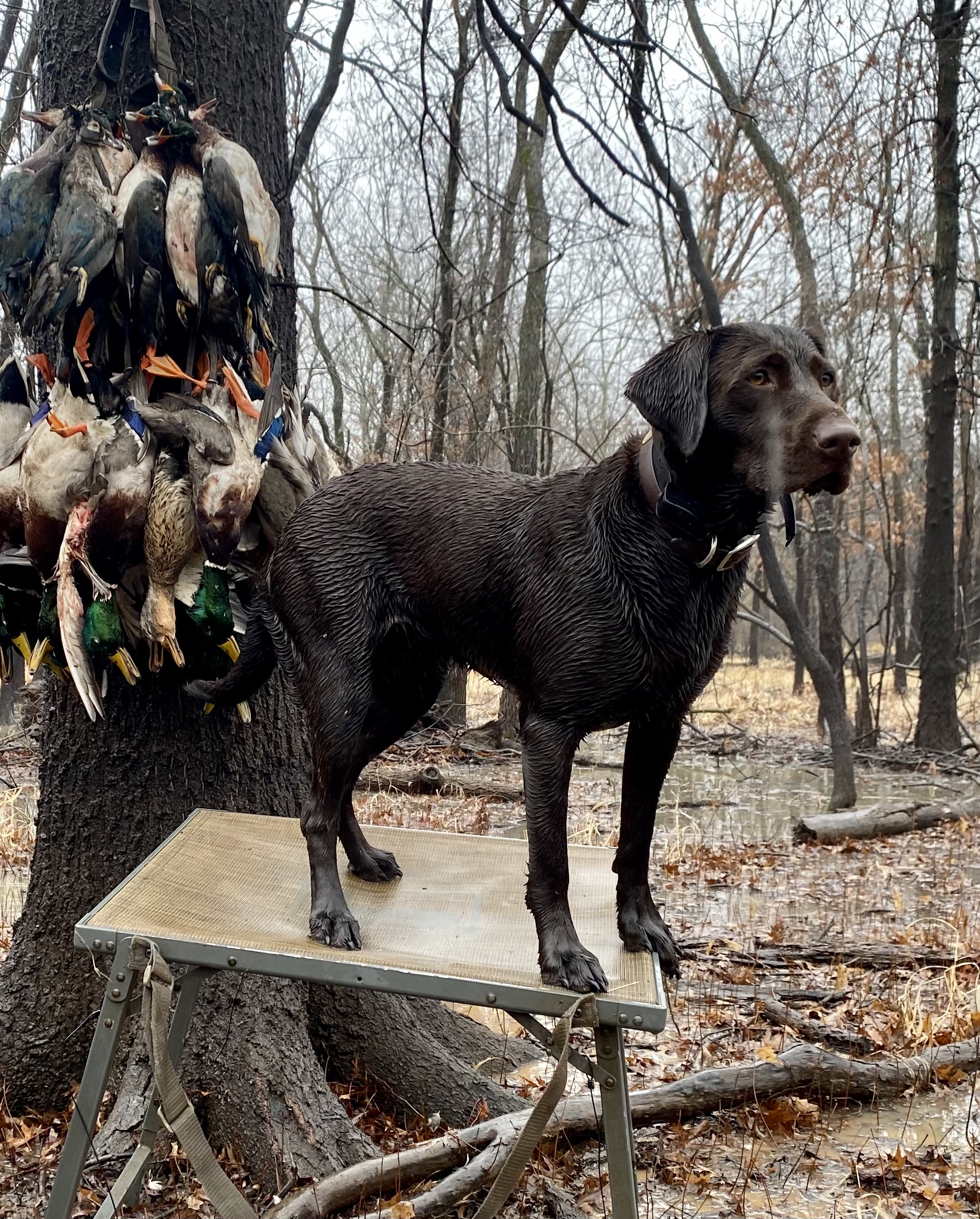 Red Dirt Roux | Chocolate Labrador Retriver