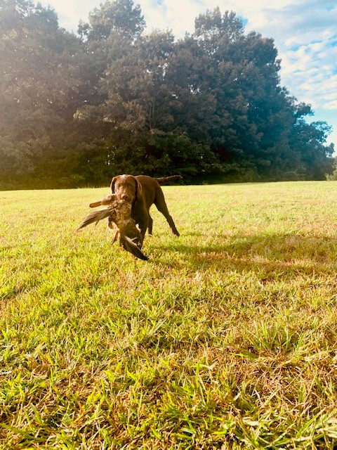 Steeds Winged Rumor Has It I’m A Legend | Chocolate Labrador Retriver