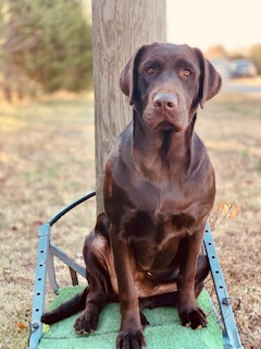 Steeds Winged Rumor Has It I’m A Legend | Chocolate Labrador Retriver